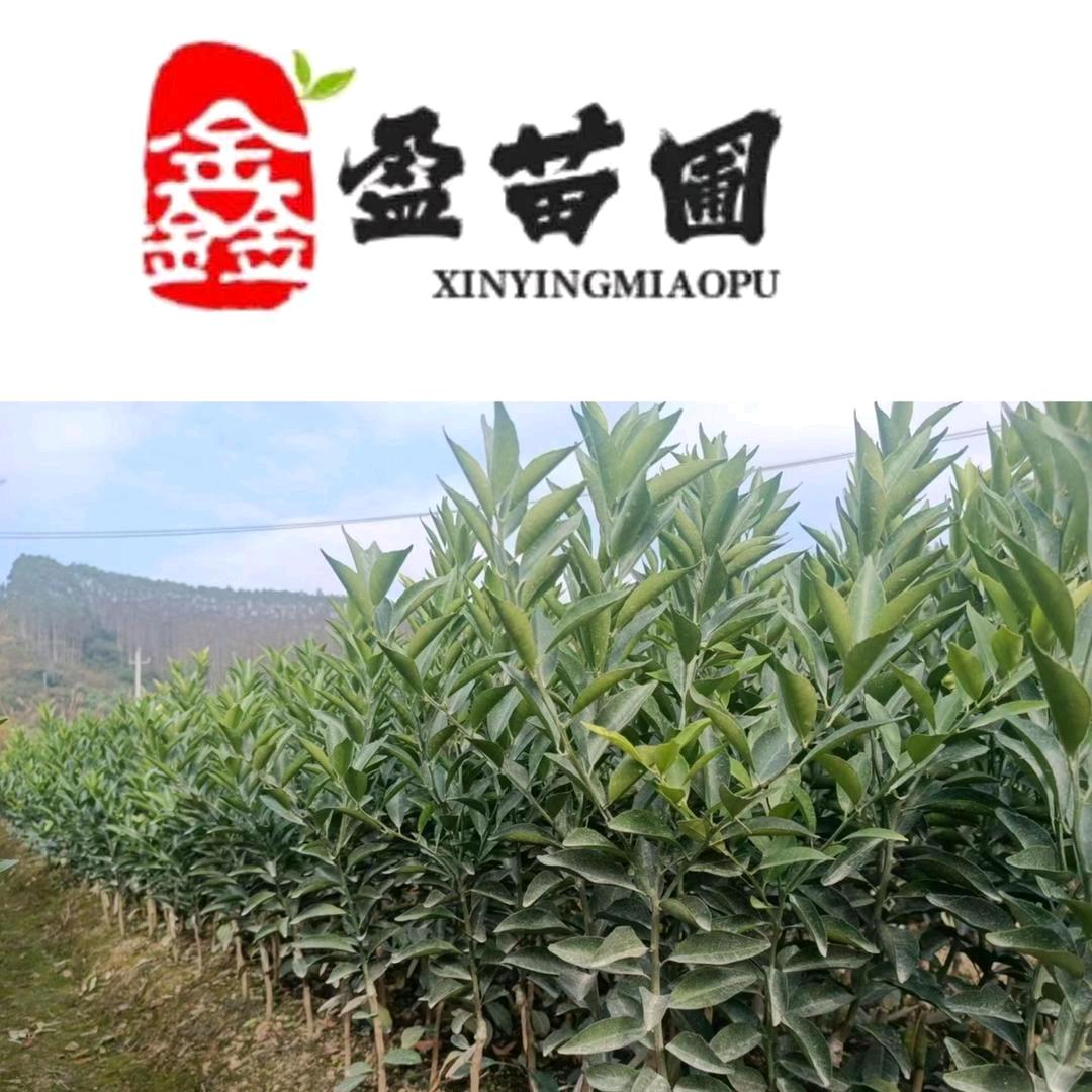 重生之后我在钦州卖柑橘苗