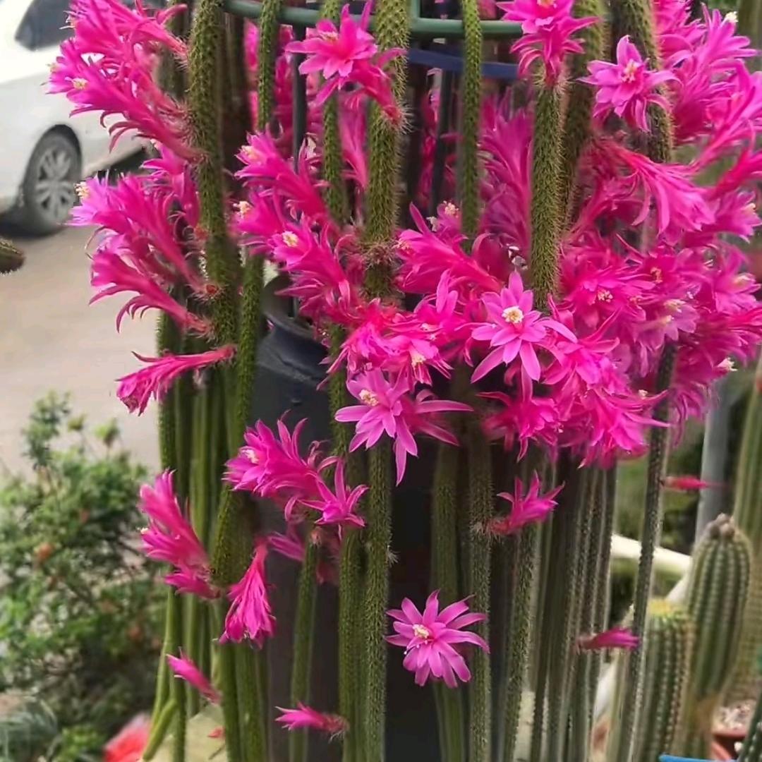 🌴沙漠绿洲🌴