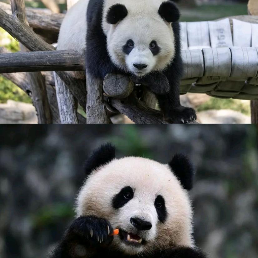 守护战士(◔◡◔)