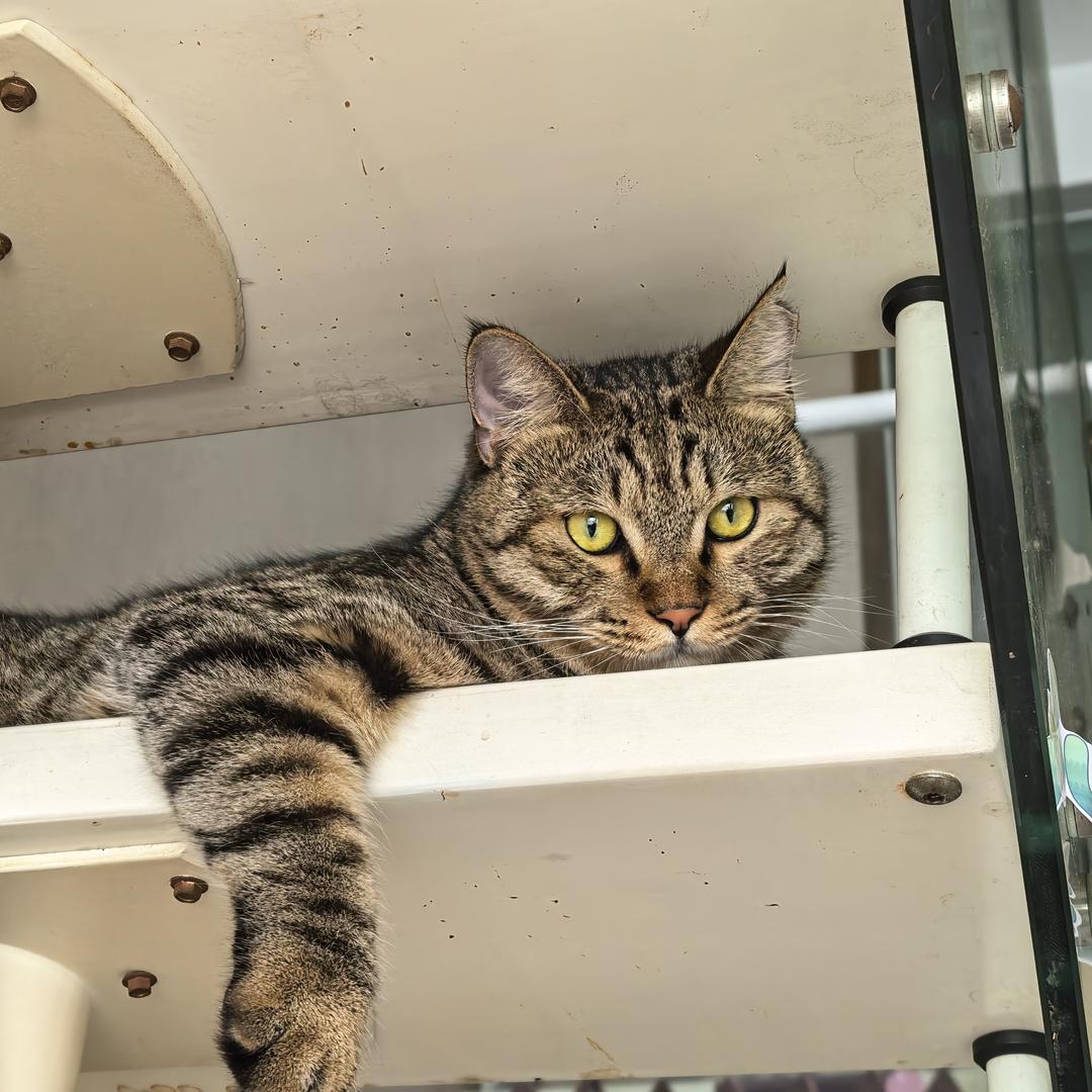 猫猫猫猫猫猫🍻