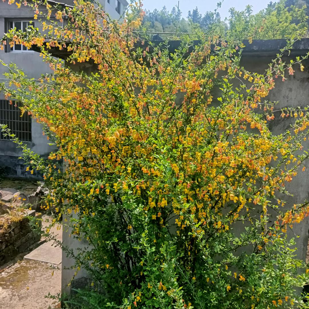老汪