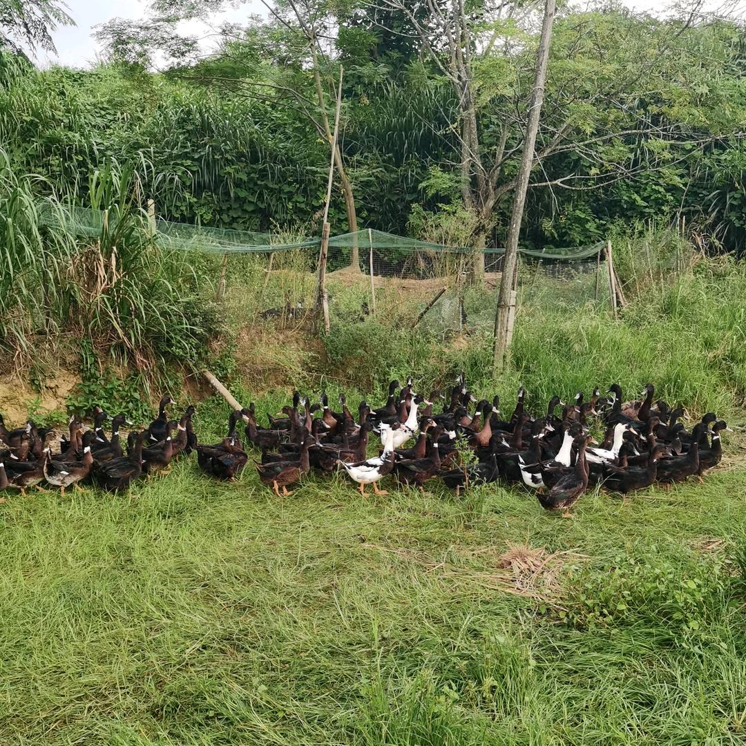 丹阳宏（土鸡土鸭）