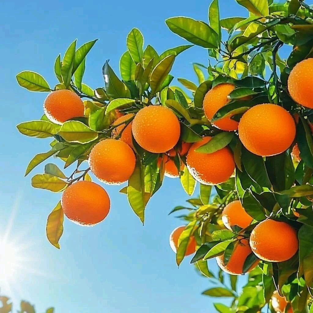 柳老师——种植大户技术指导师