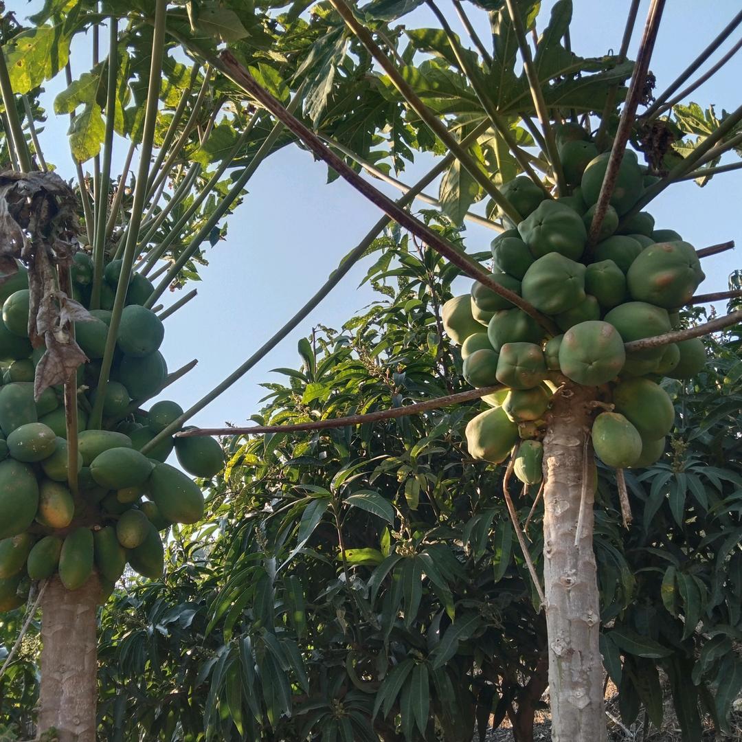 💓💓平安健康💓💓