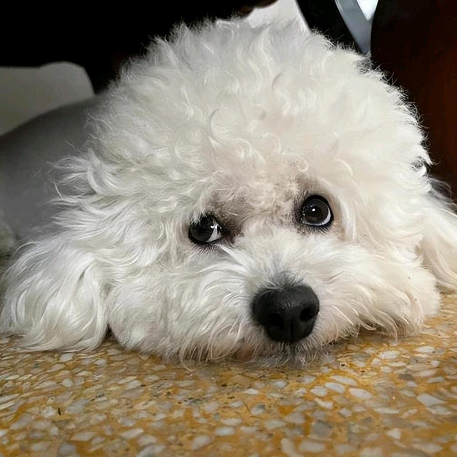 @比熊犬贝拉
