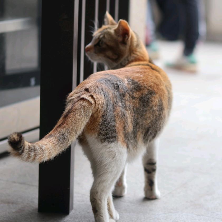 山顶唱歌的猴子