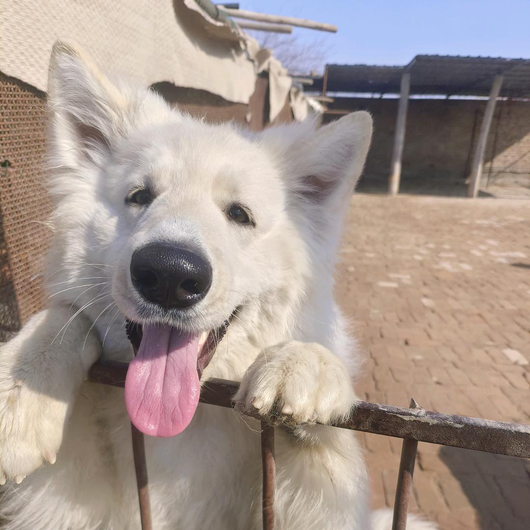 新疆白德牧瑞士牧羊犬