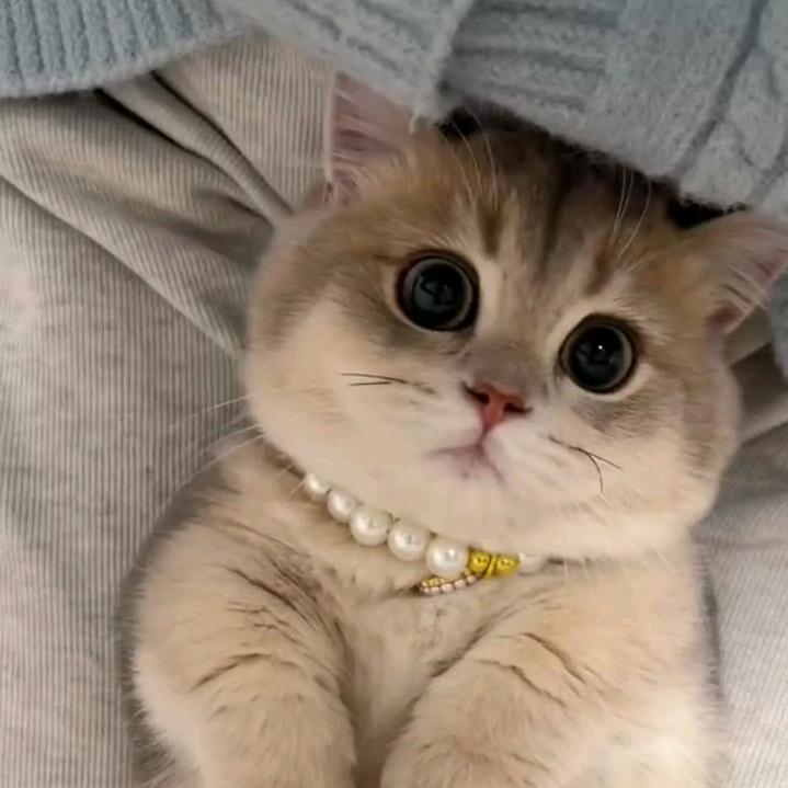 脱脂甜猫咪