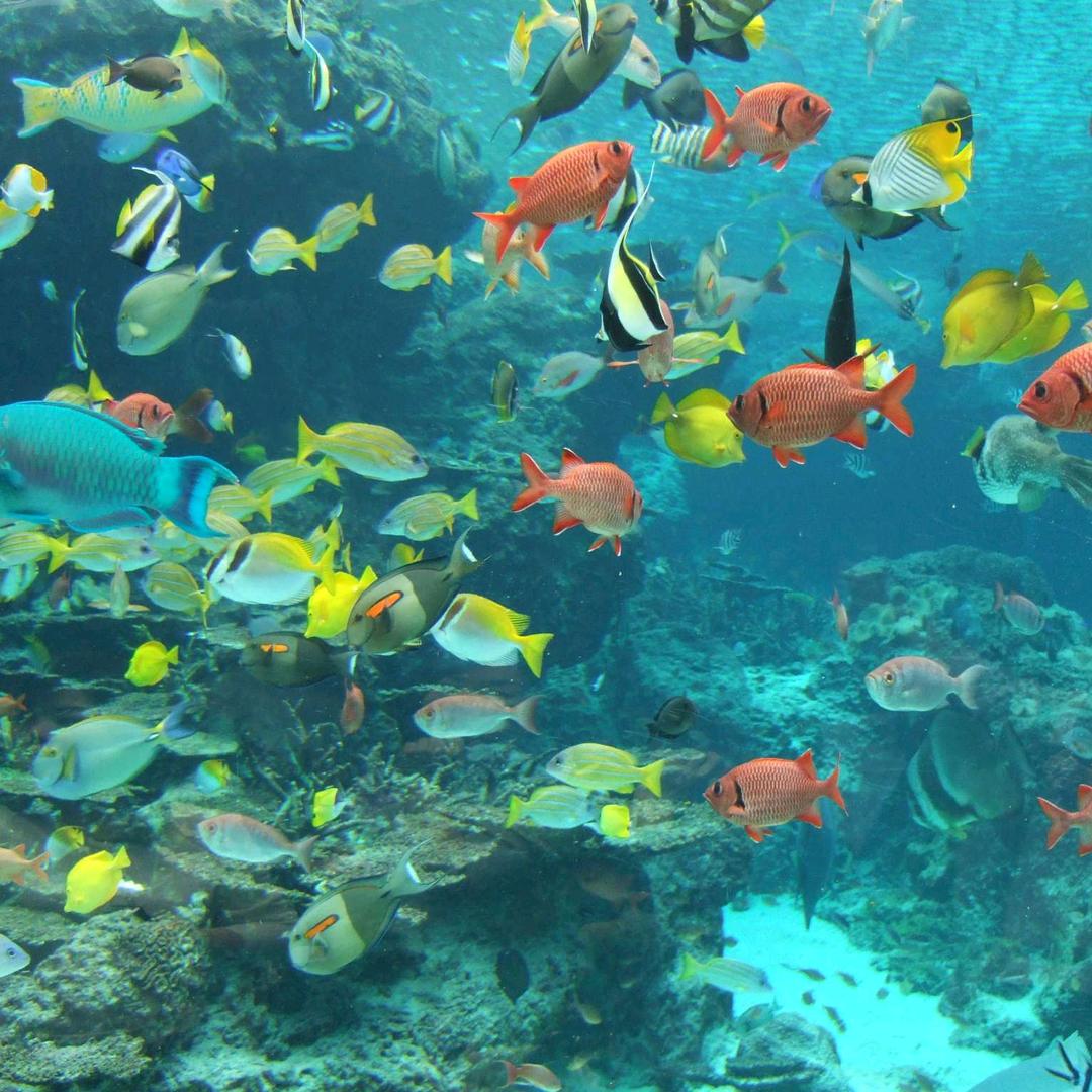乐乐水族馆
