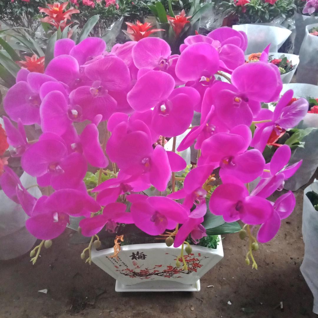 出水芙蓉🌺