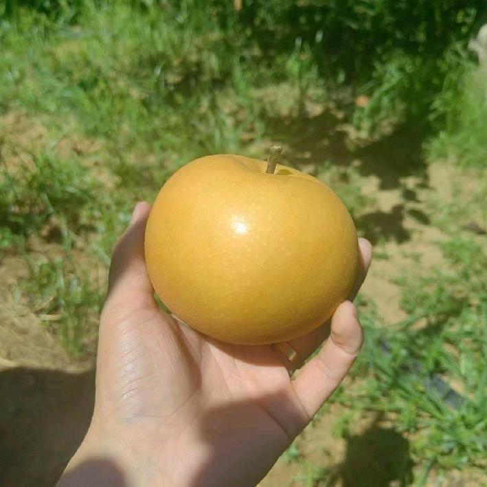 俊堂带你吃水果