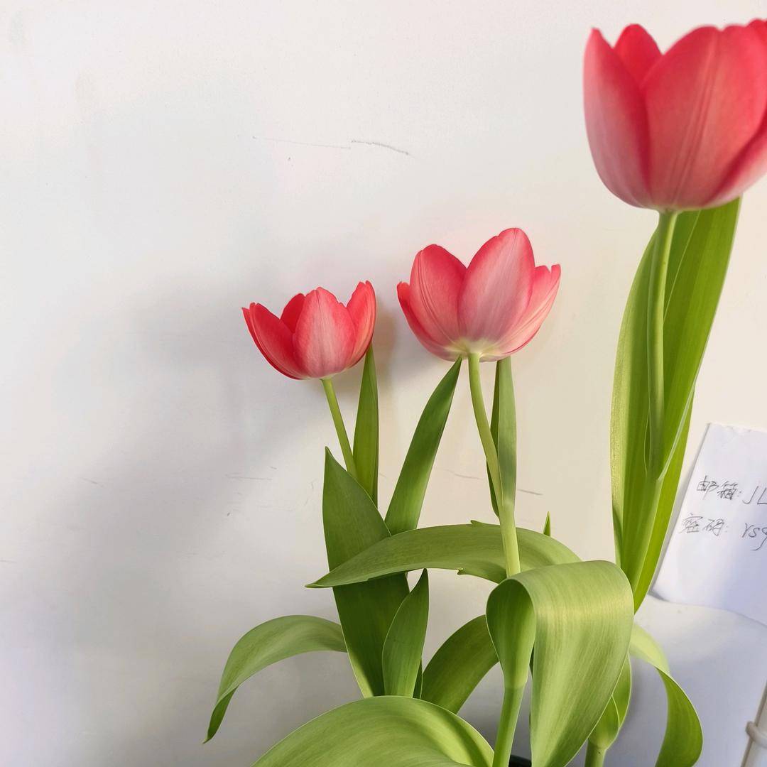 芳芳