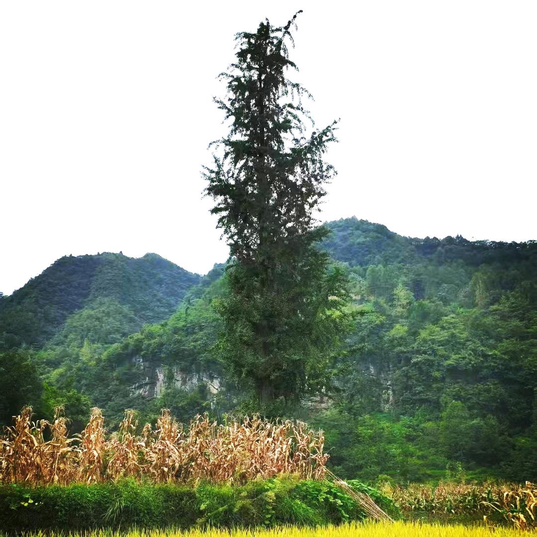 兵支书（在农村）