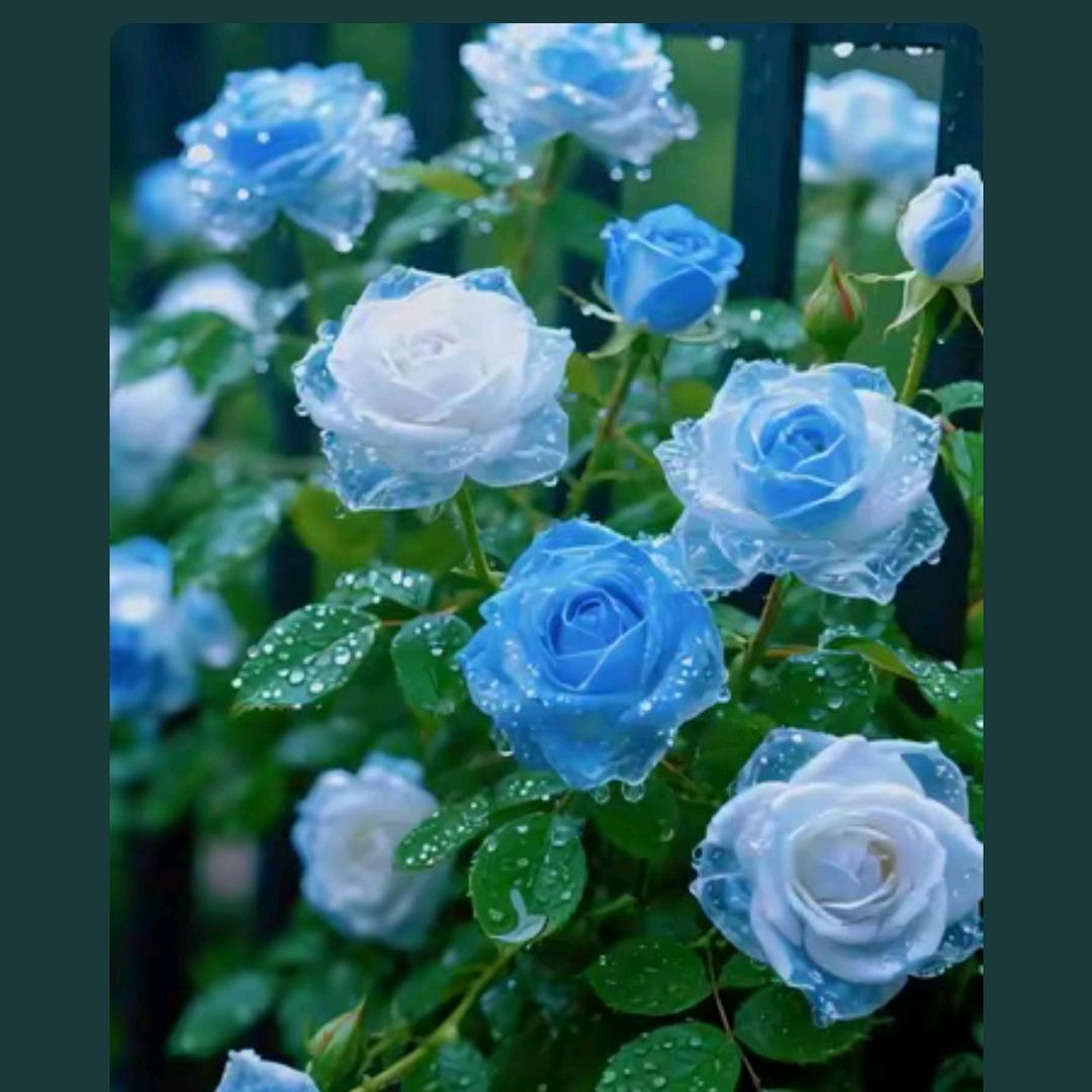 💞ঞ᭄兜里半颗໊糖ꦿഒᩚ࿐