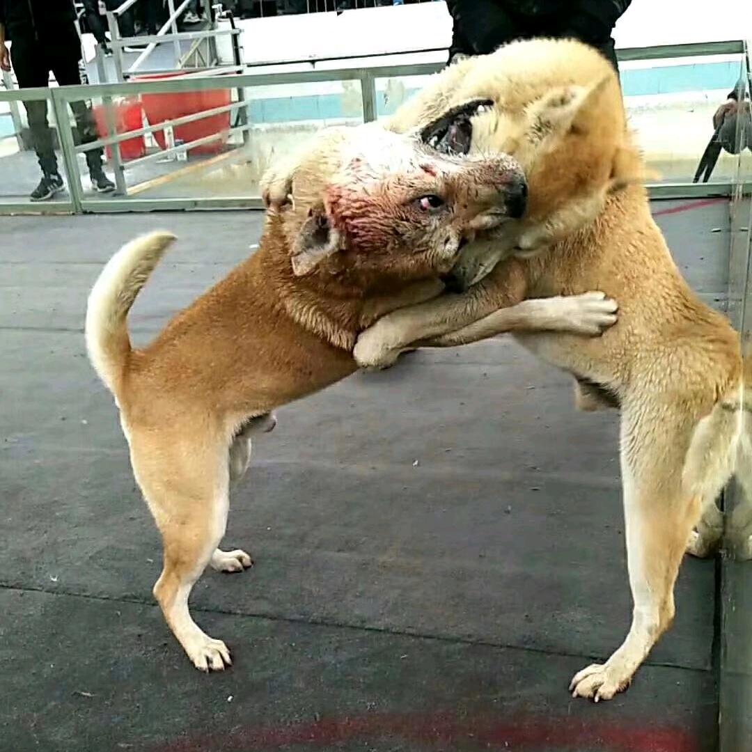 . _深山丿寻犬  小柳哥
