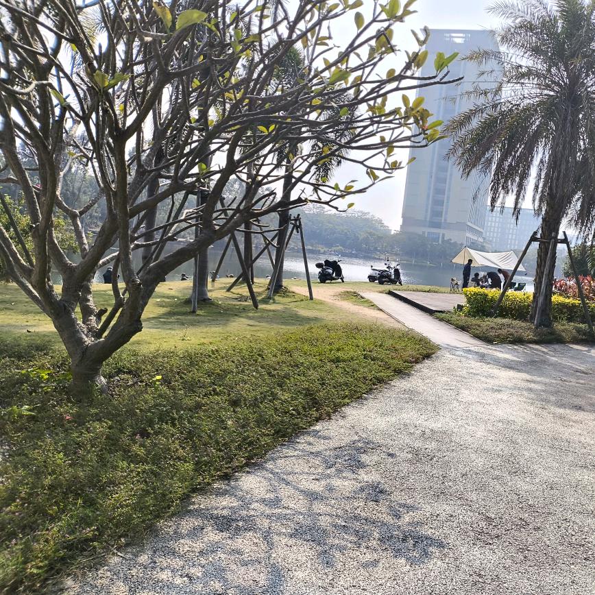 逆风飞翔的莉莉