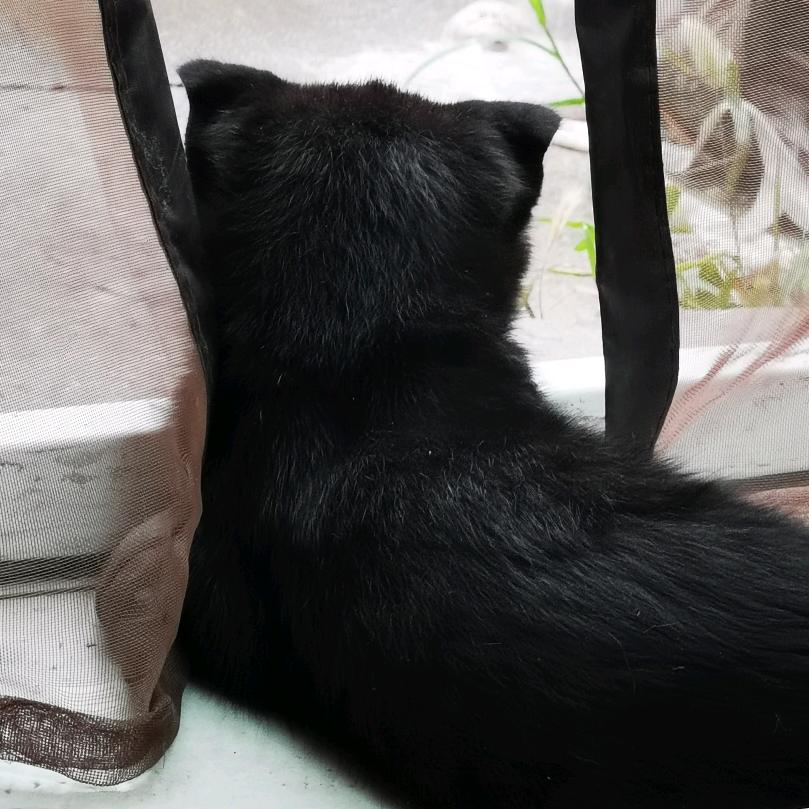 噼哩啪啦啦啦