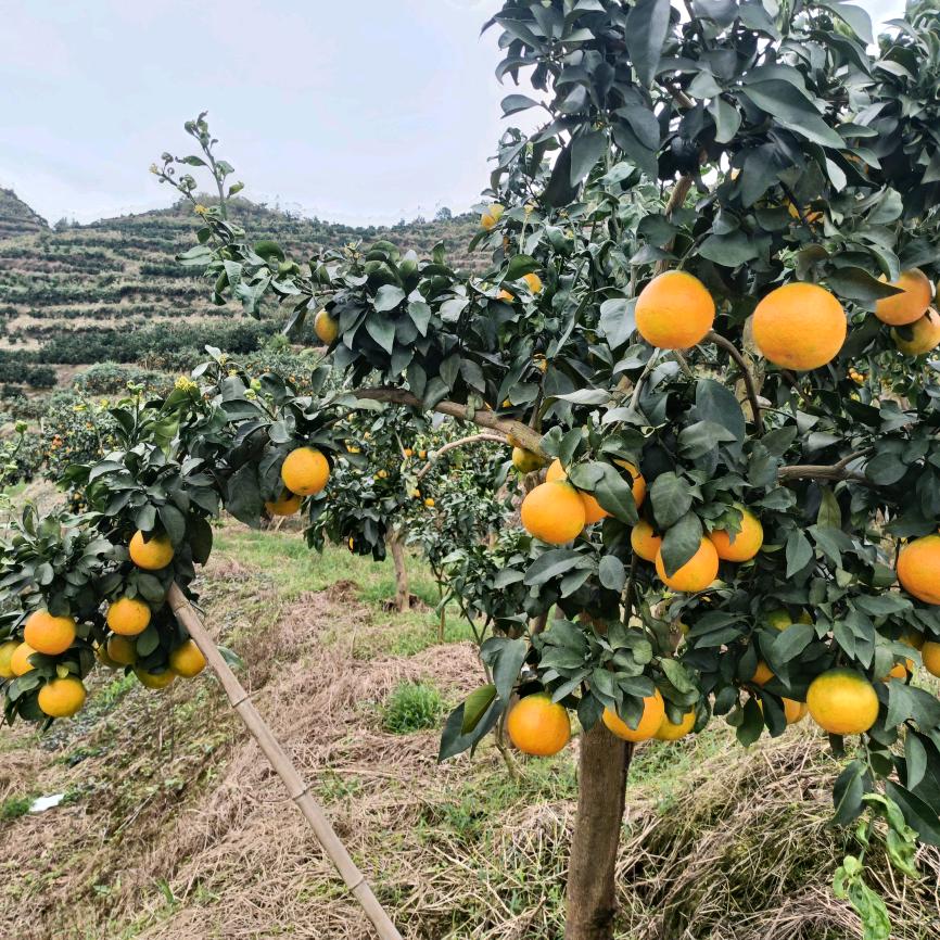 秀山县恩胜柑橘源头工厂
