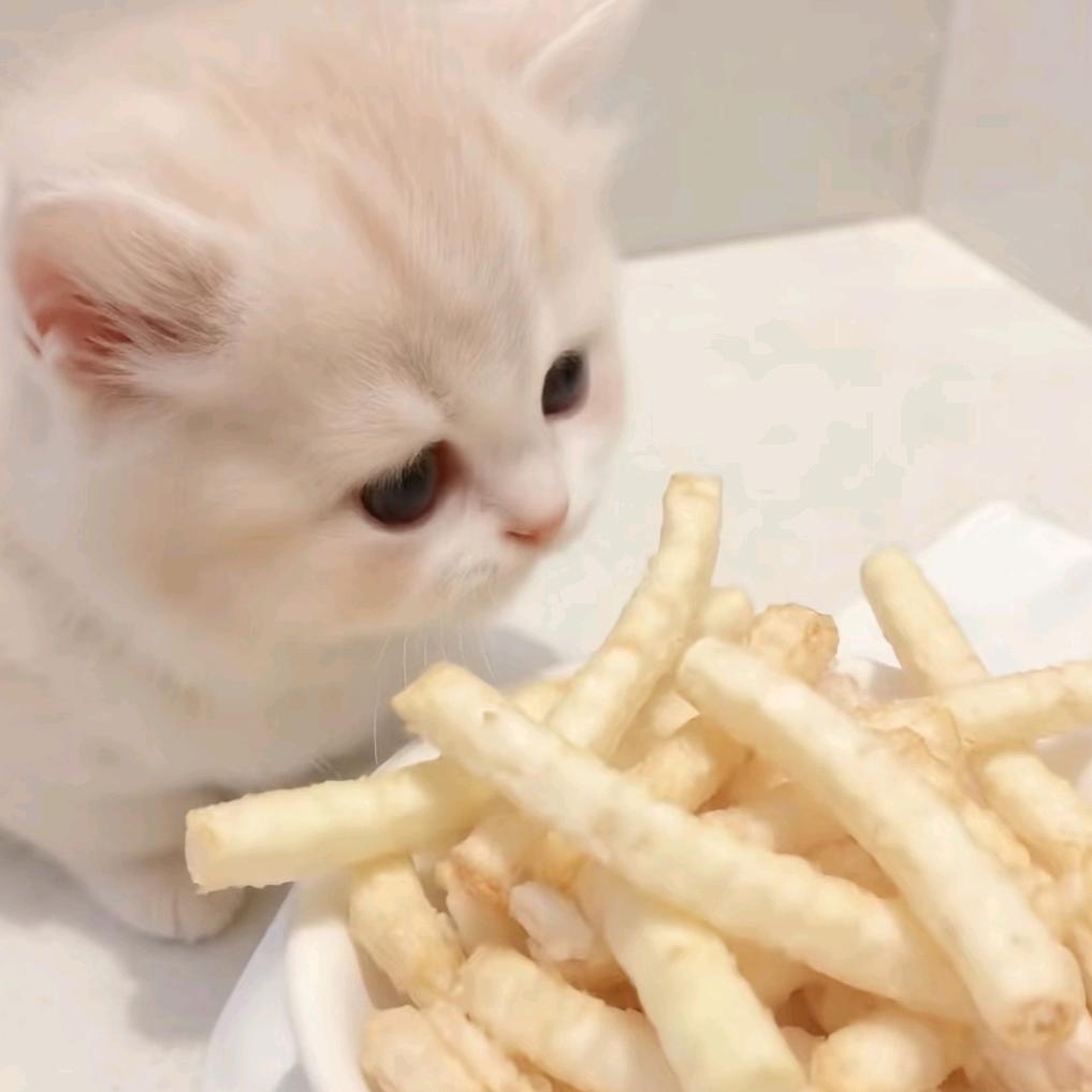 小猫薯条