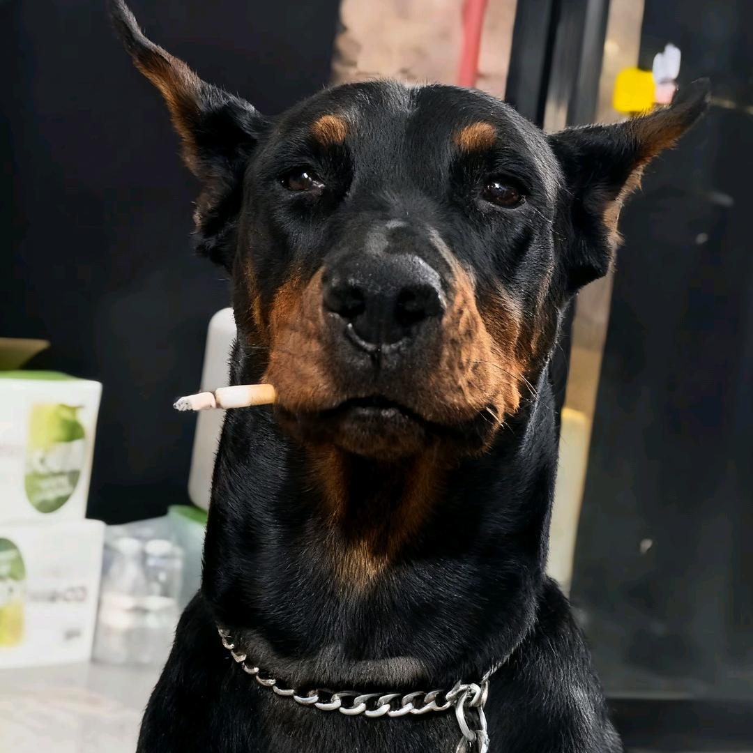 可恶还是做不到吗