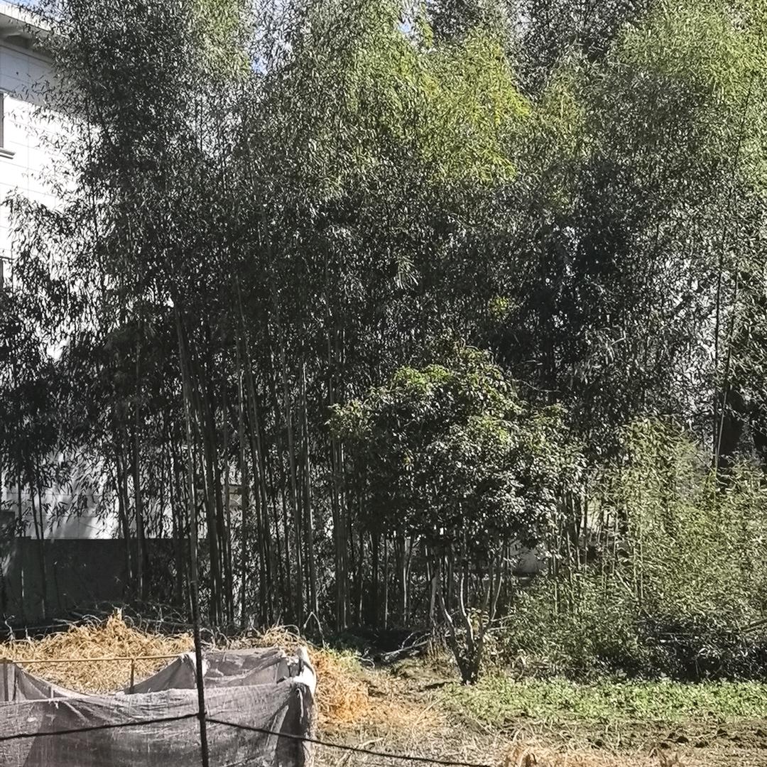限量版帅哥