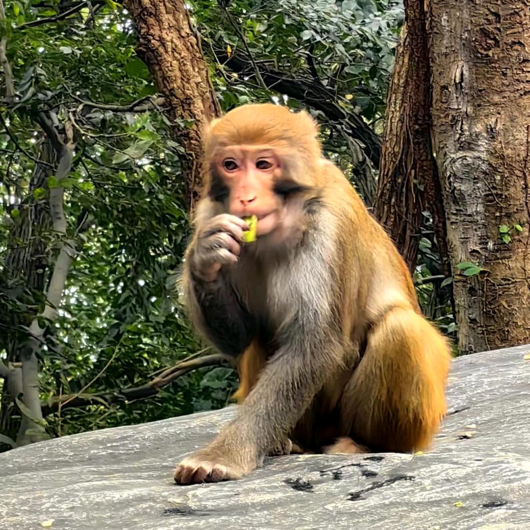 桃花仙人种桃树