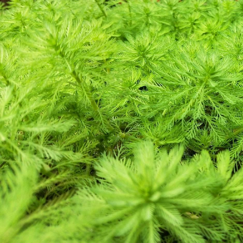荷