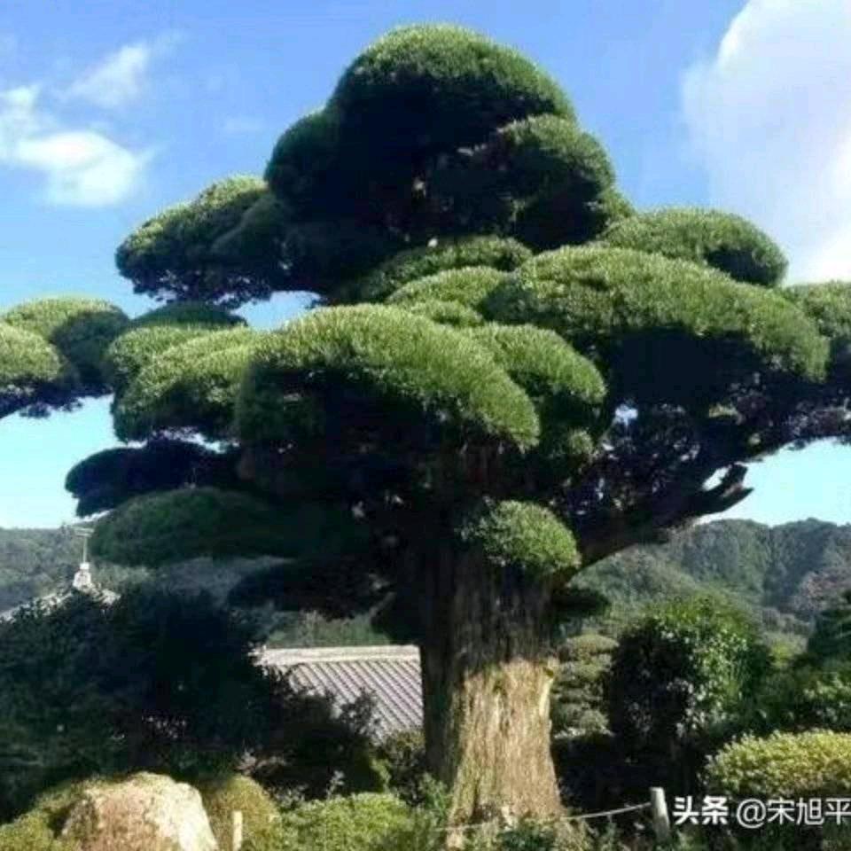 羊爱上狼