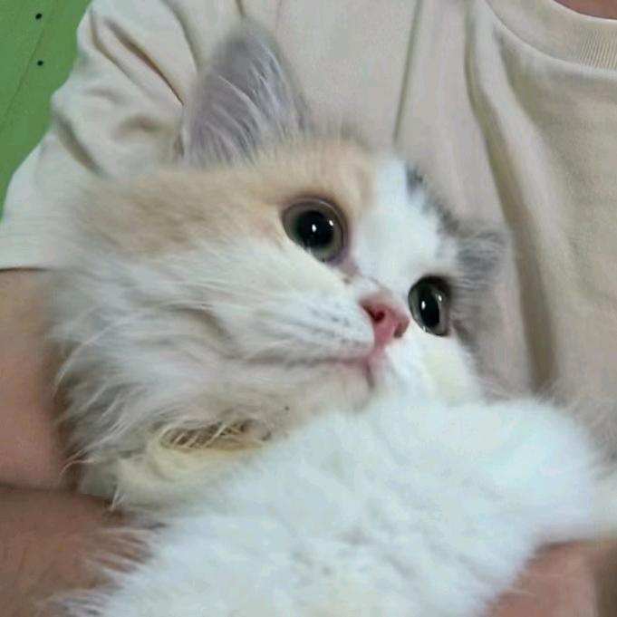 折枝于城南