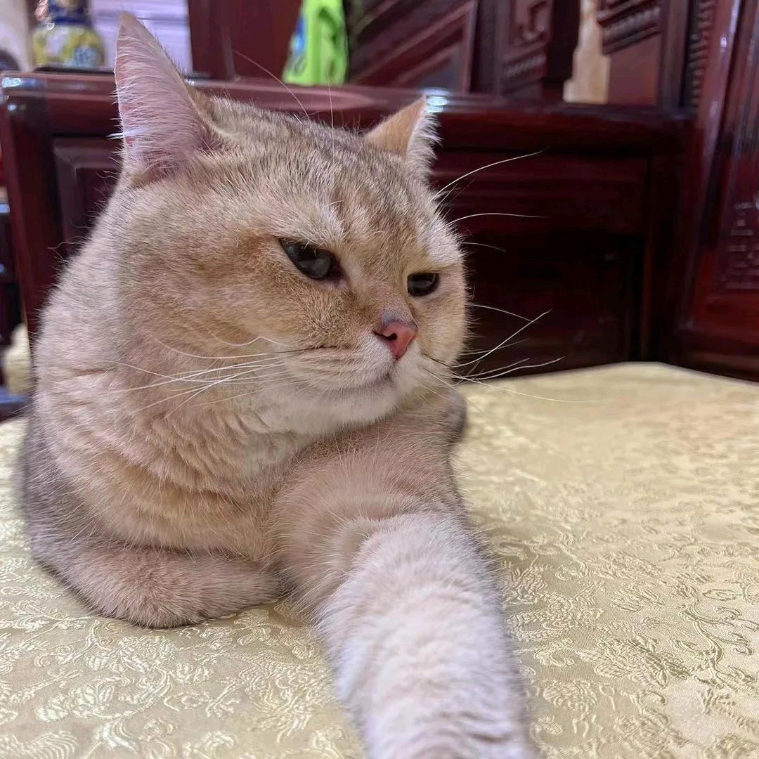 吴沧茫