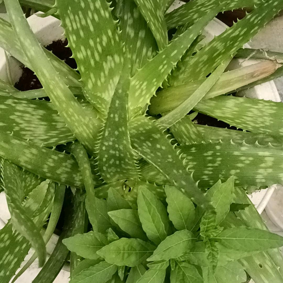 红红火火