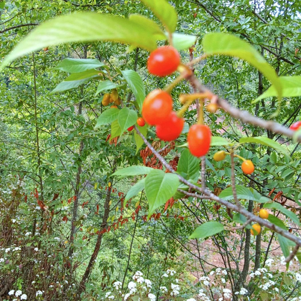 小双爱舞小号
