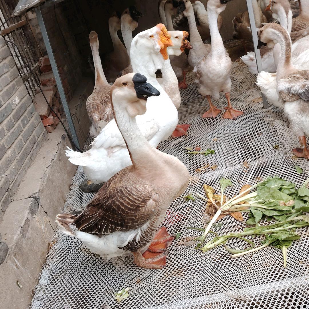 特大种狮头鹅