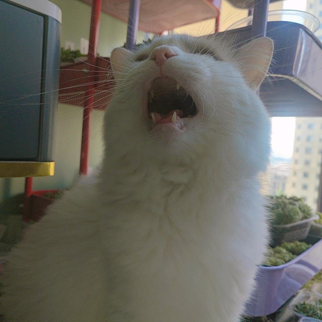 琪琪吖（见过北斗版）