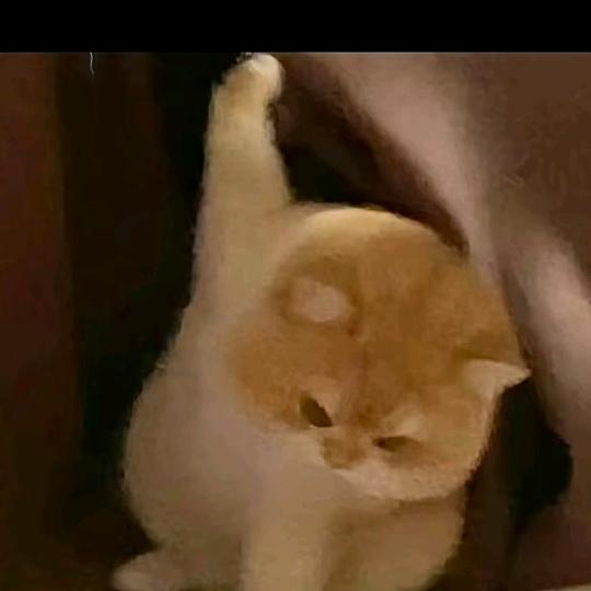 爱浪爱玩的大岩 日常