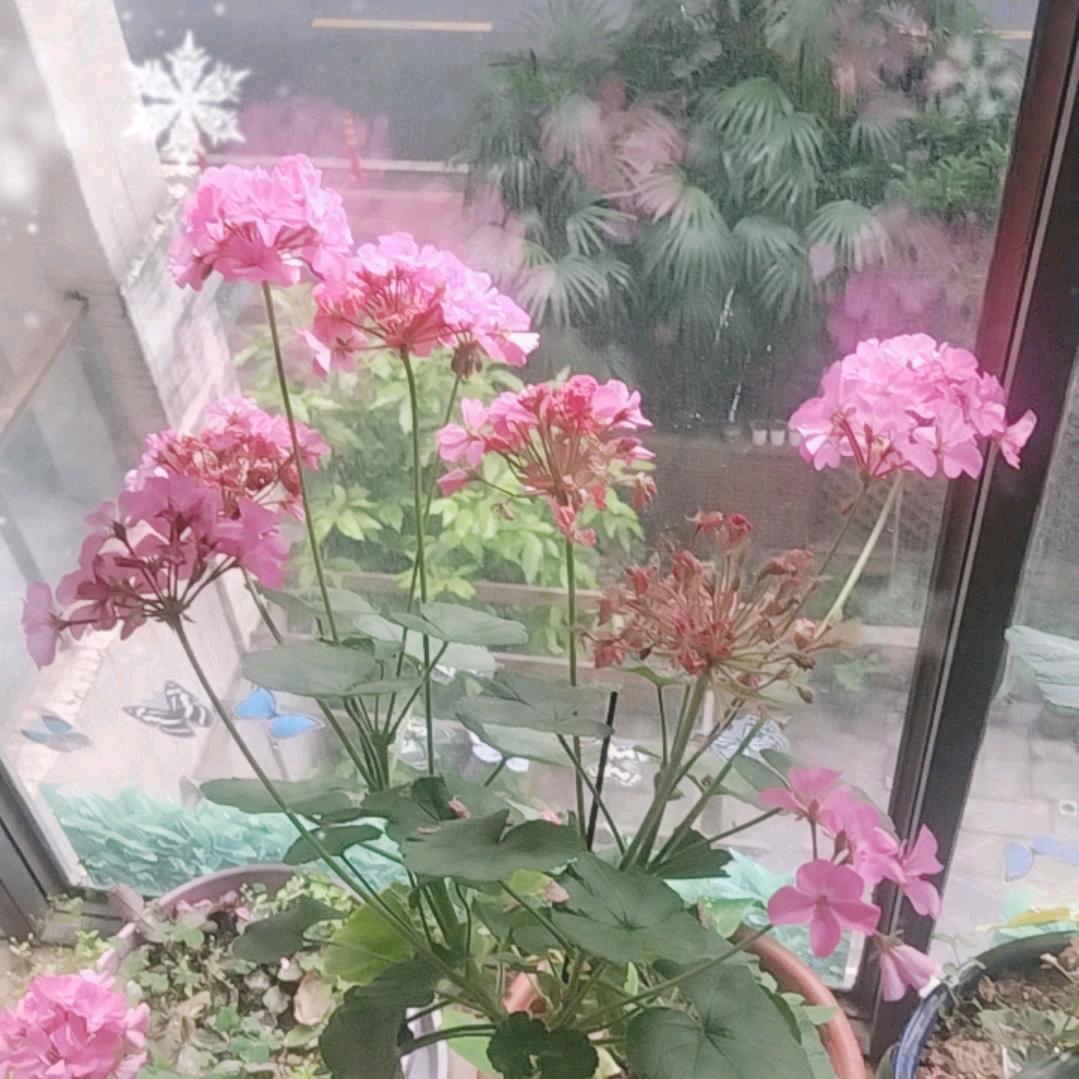 天天开心肖姐