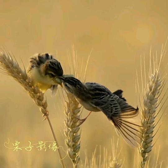 信泽