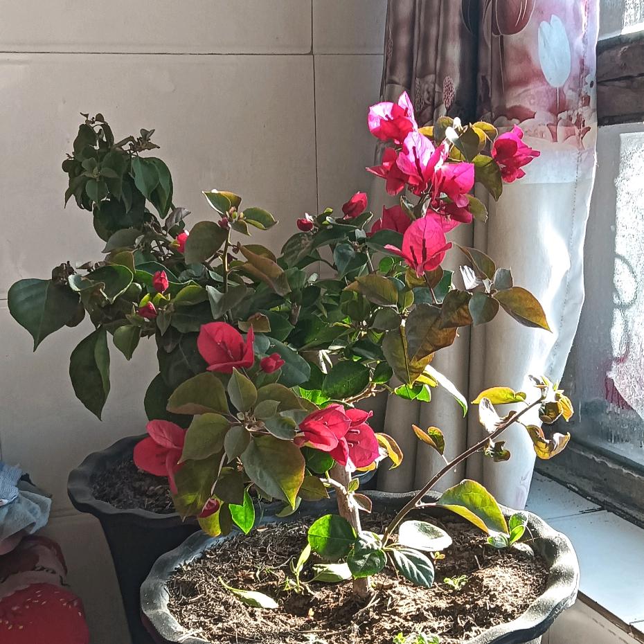 雨后的彩虹