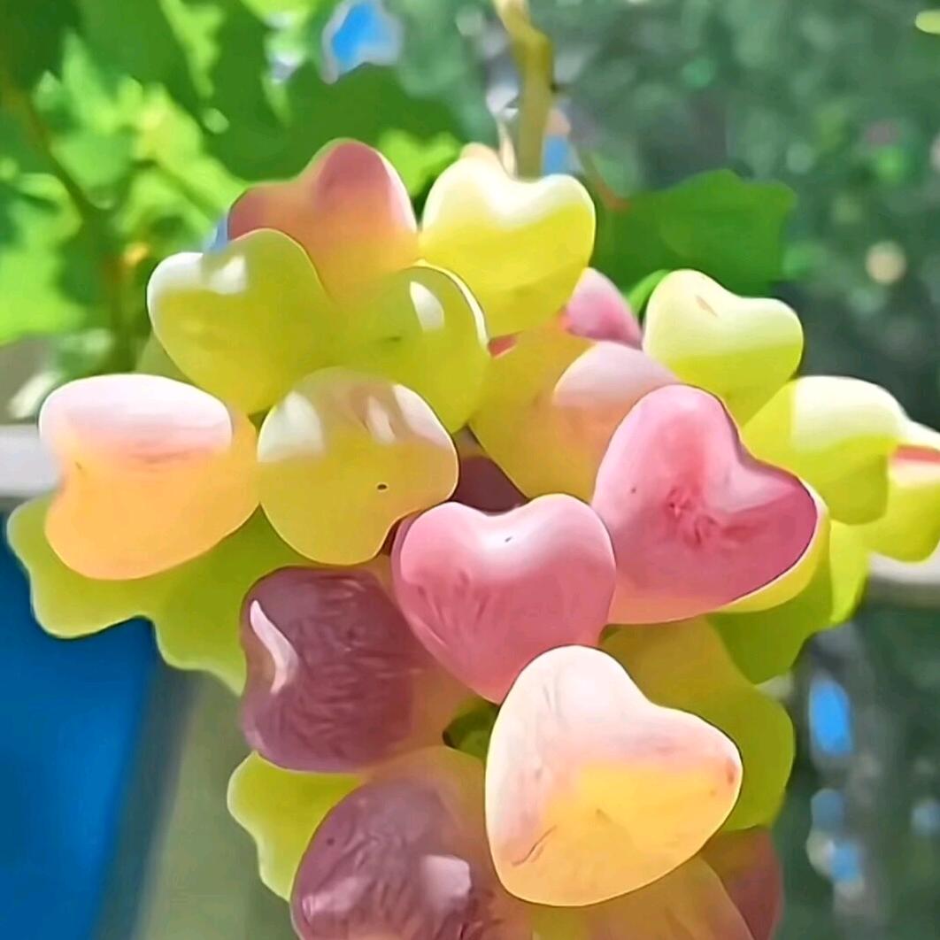 小胖的葡萄生活