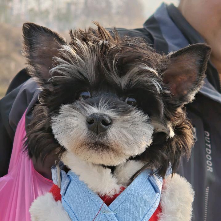 年年是只哈基米