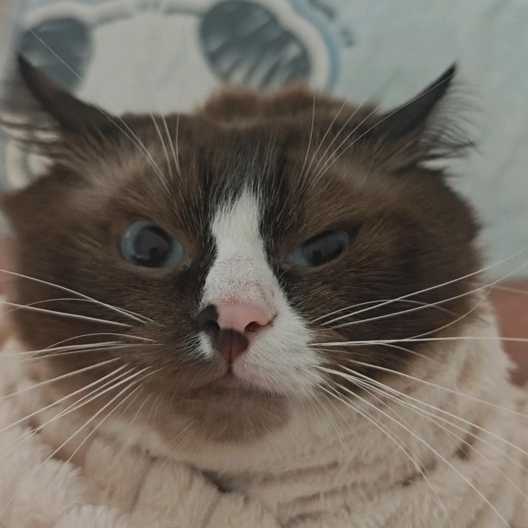 大笨象