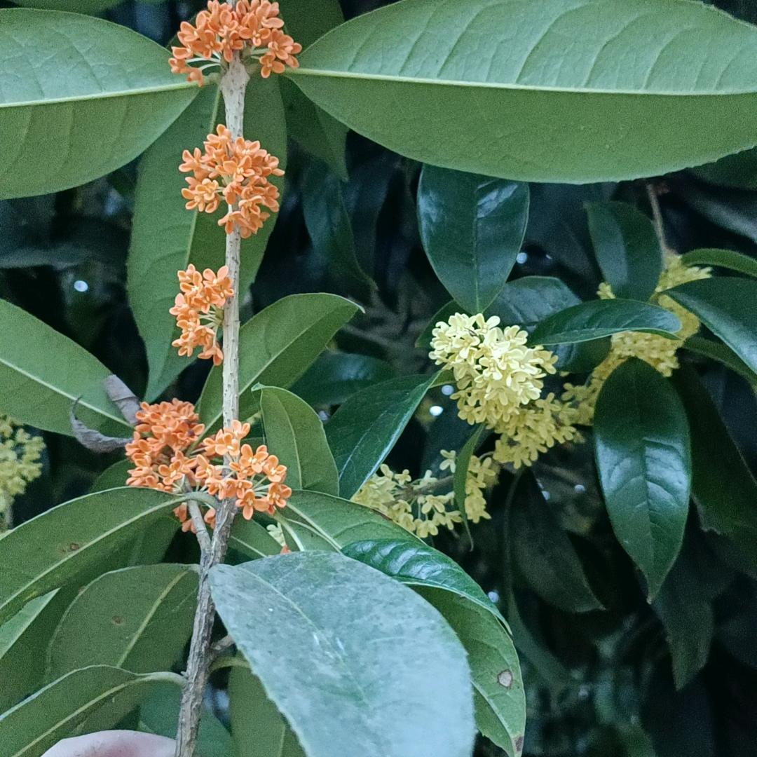 相思(„ಡωಡ„)栓Q