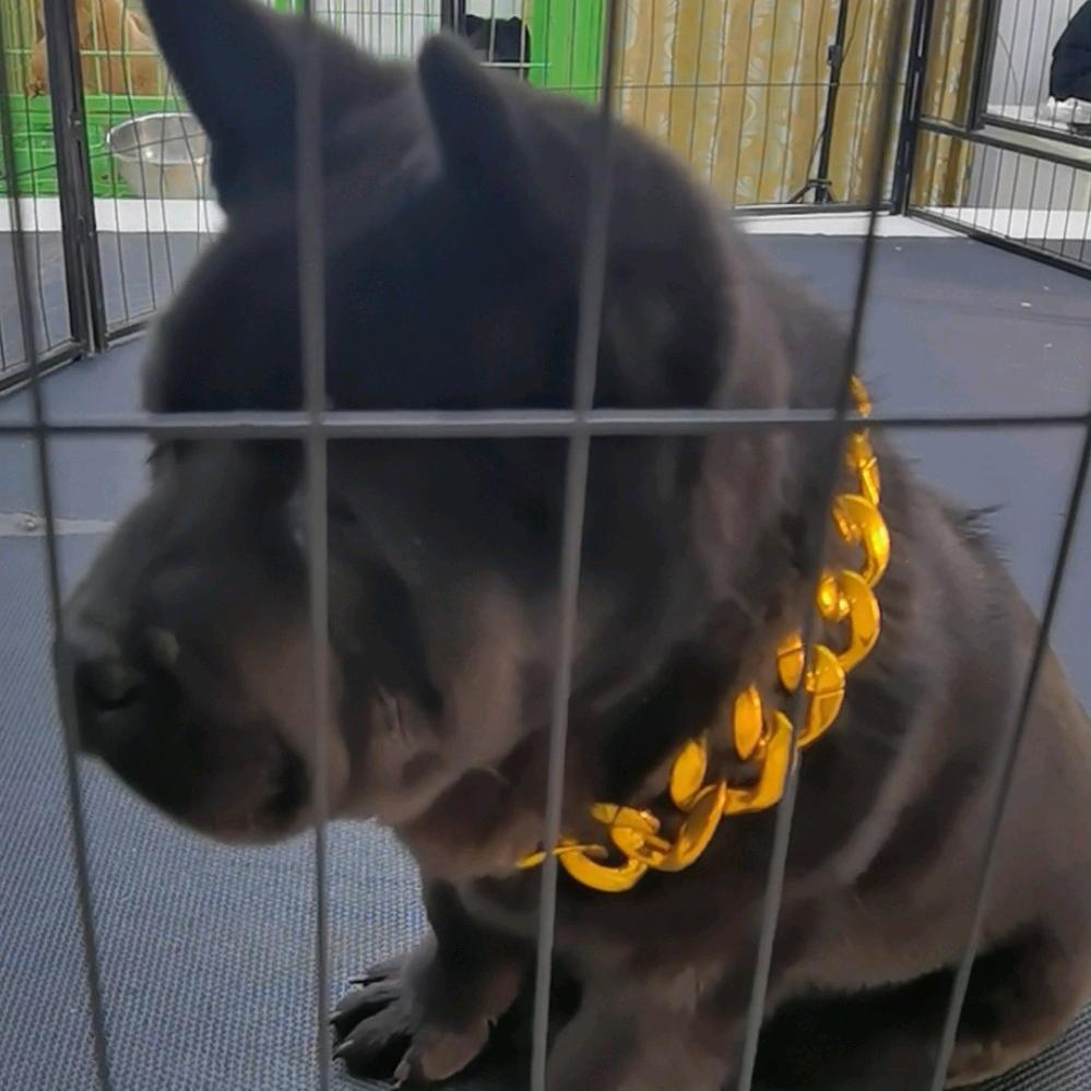 苏北犬舍五黑五红