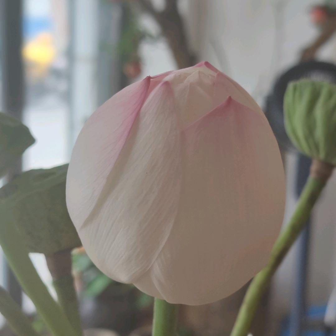 茶思梦舍
