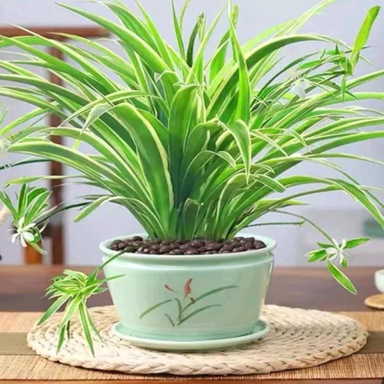 布朗熊🍀
