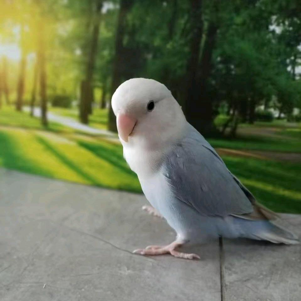 点点