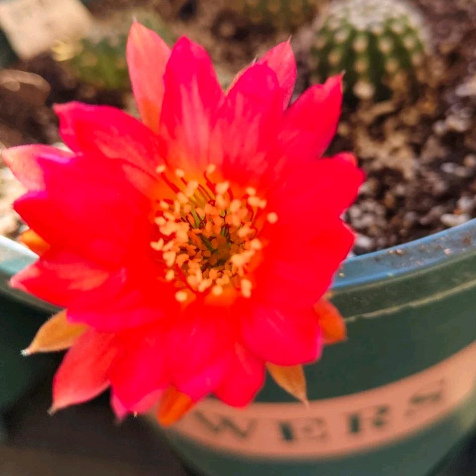 淘气《小洁儿》