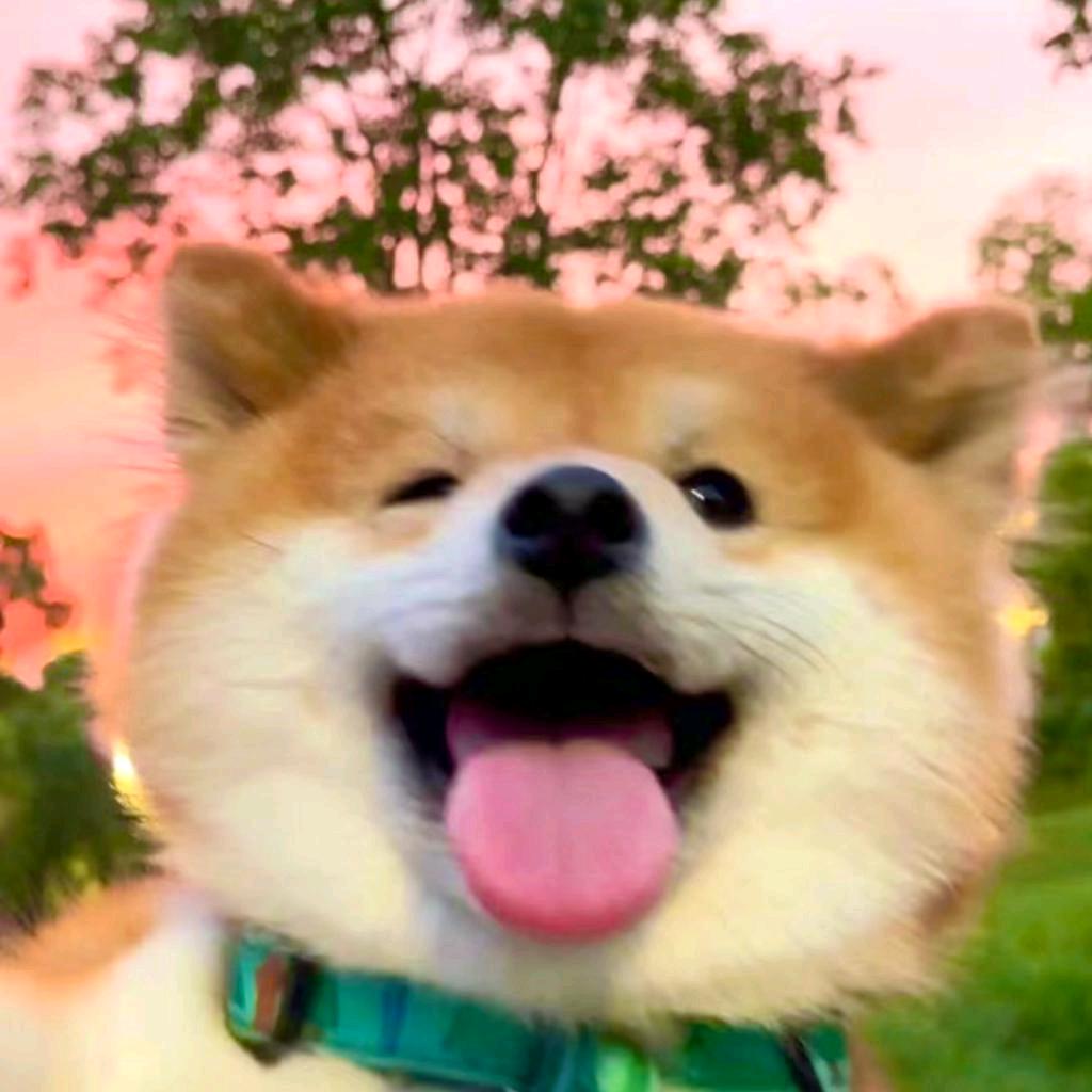 奶香起司猫