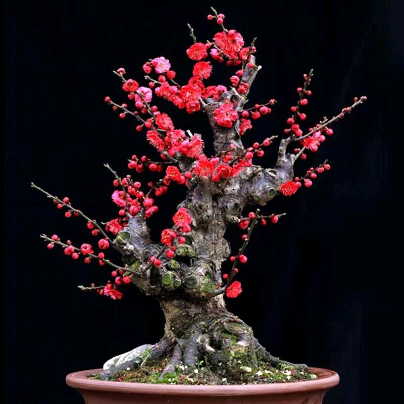 宏盛花卉