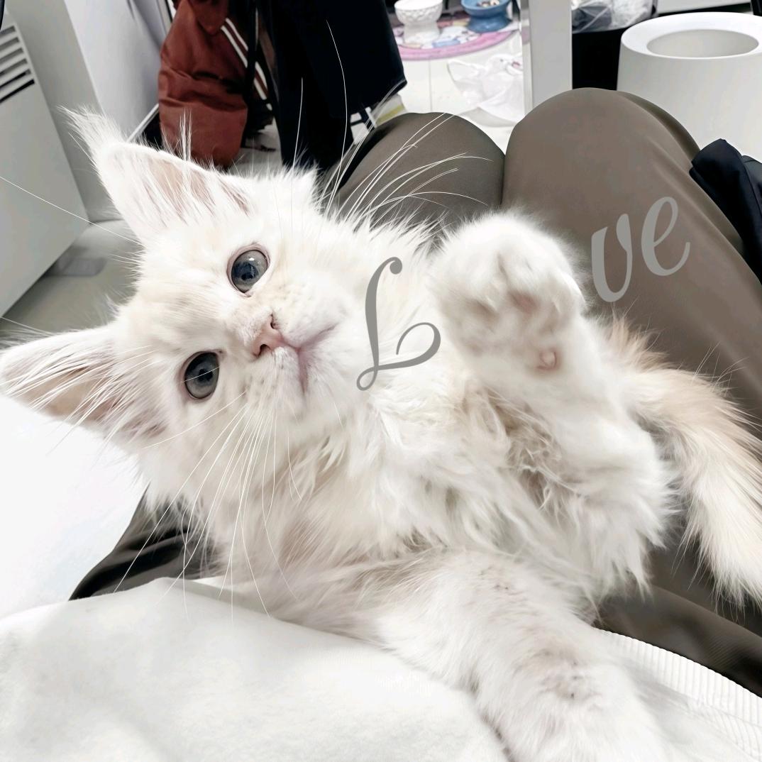 Qioi